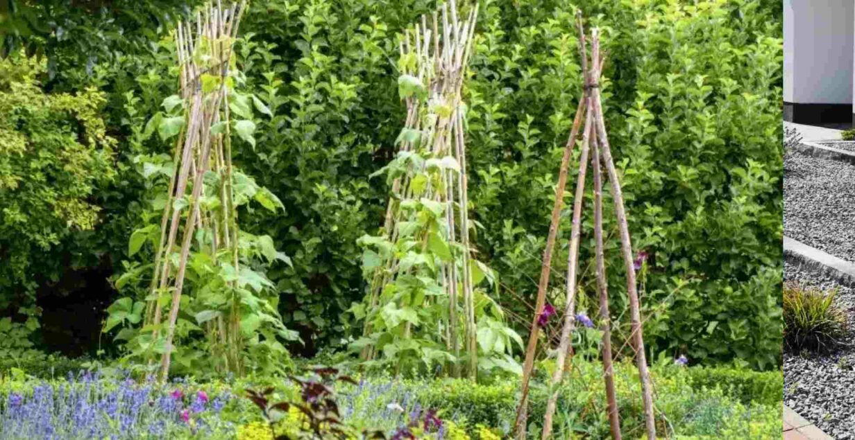 1) Comment arroser les haricots verts pour stimuler la ... 2) Guide pratique pour créer un parterre avec ...