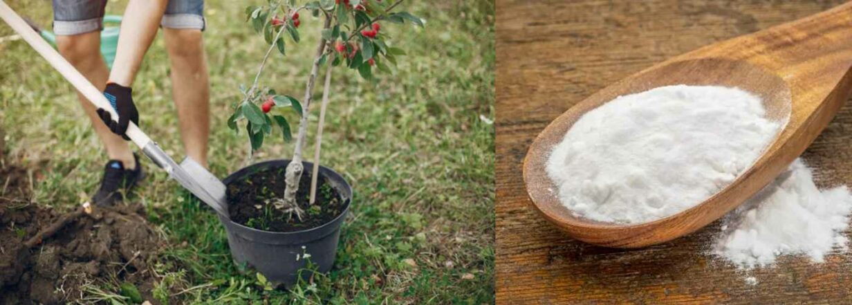 1) Comment choisir et acheter ses arbres fruitiers ?... 2)  Pourquoi traiter les tomates au bicarbonate de soude ? ...