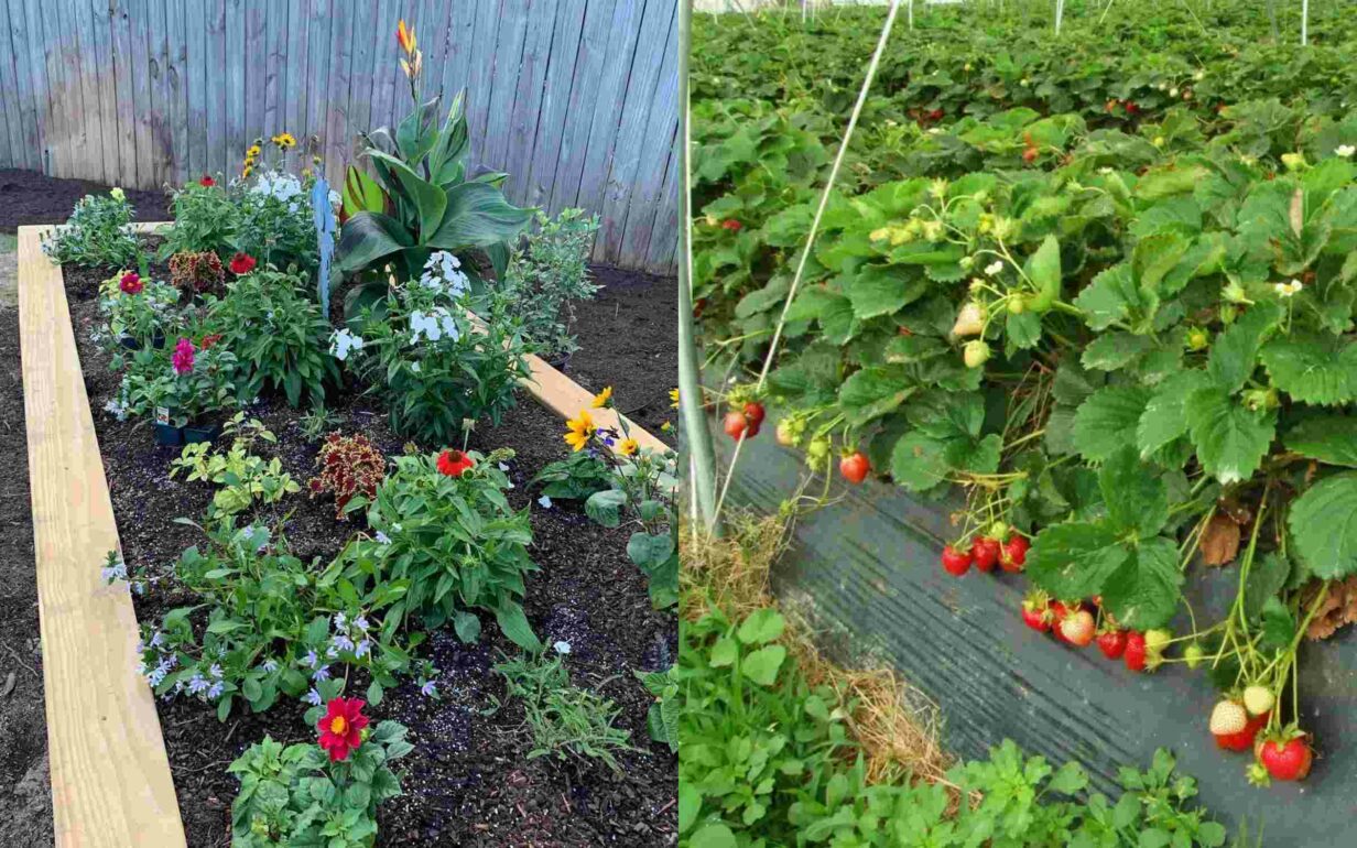 1)  Comment bien désherber entre les fleurs sans ... 2)  Quand et comment pailler les fraisiers ? Quoi mettre ...