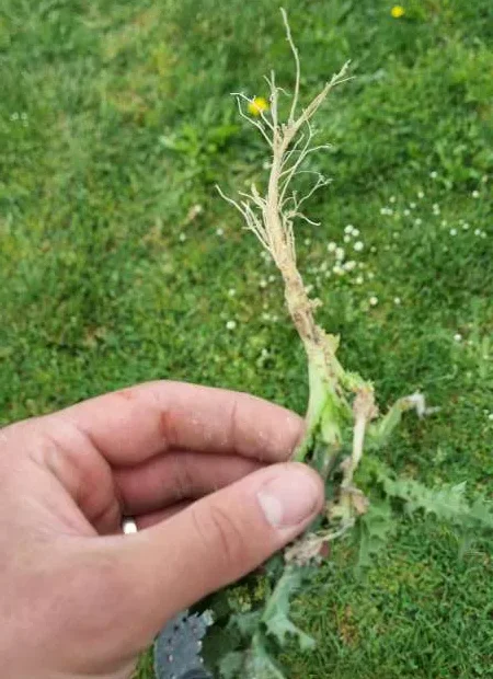 herbe arrachée par désherbeur